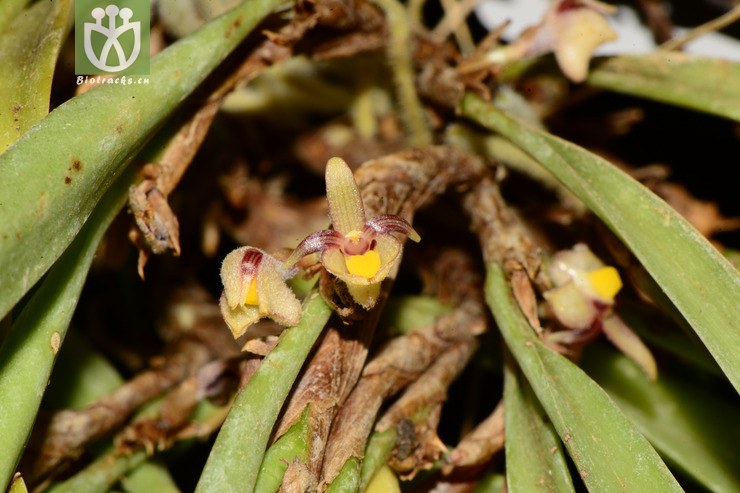 ceratostylis himalaica叉枝牛角兰【g】2013-04-29xx-yn (12).
