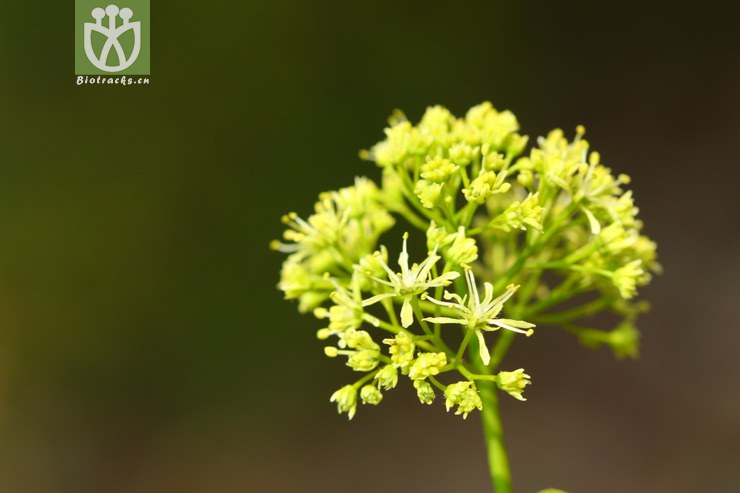 acer paxii金沙槭【依据foc】【可以处理】2013-03-09xx-yn (26).