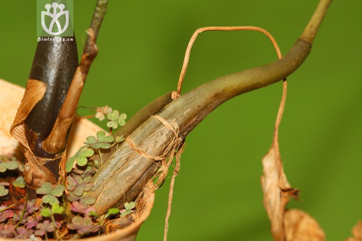 tainia latifolia阔叶带唇兰【zyg】2013-03-31xx-yn (14).