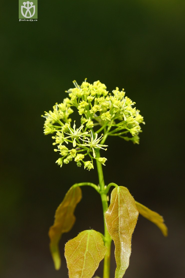 acer paxii金沙槭【依据foc】【可以处理】2013-03-09xx-yn (44).