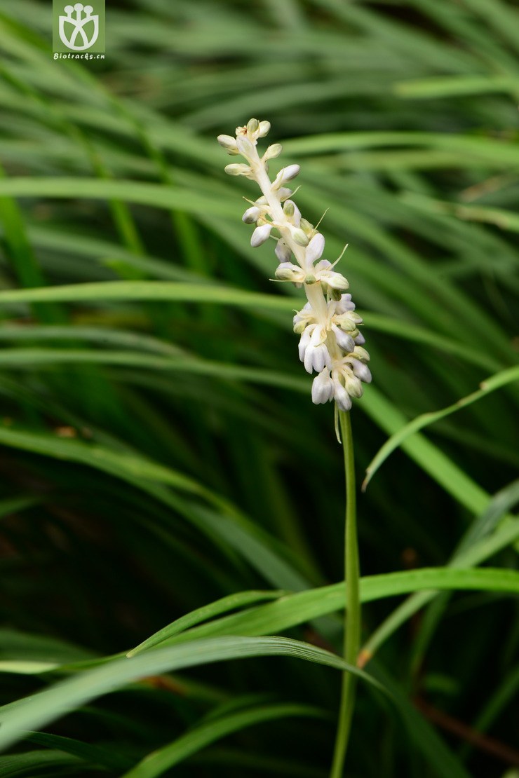 ophiopogon intermedius间型沿阶草【可以处理】2013-05-02xx-yn (7).