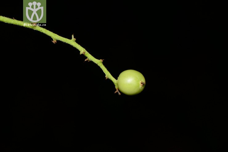 intermedia有齿鞘柄木【z】2013-05-25xx-yn   相邻时间拍摄的照片