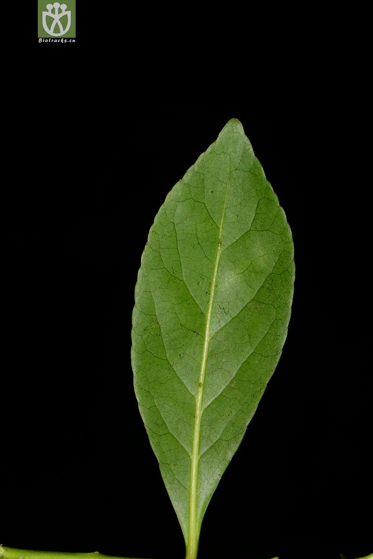 图片信息-kingdonia-植物云数据