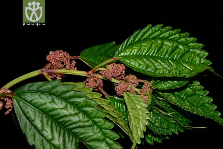 pilea sinofasciata粗齿冷水花【zg】2013-07-23xx-yn (6).jpg