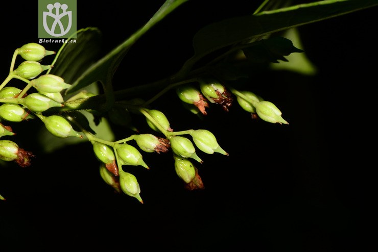 sladenia celastrifolia毒药树【z】2013-07-18xx-yn (0).