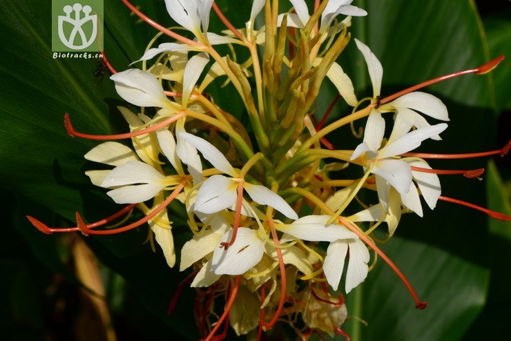100% hedychium yunnanense滇姜花【可以处理】2013-08-10xx-yn (12).