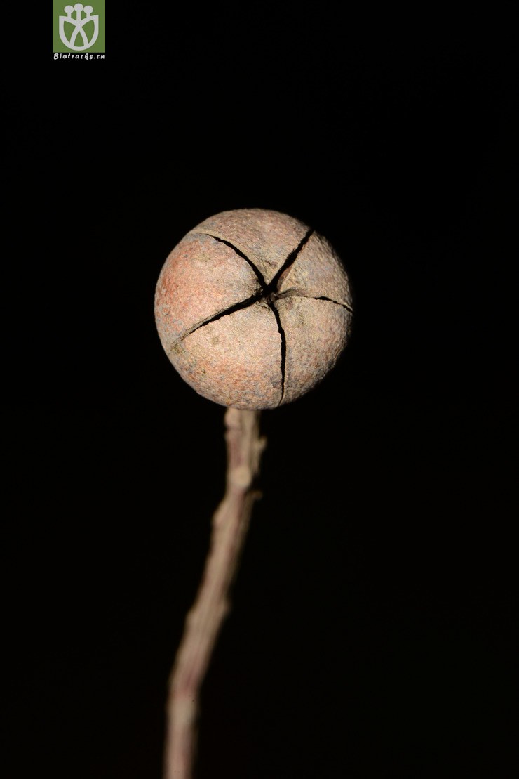 schima argentea银木荷【z】2013-09-01xx-yn (10).