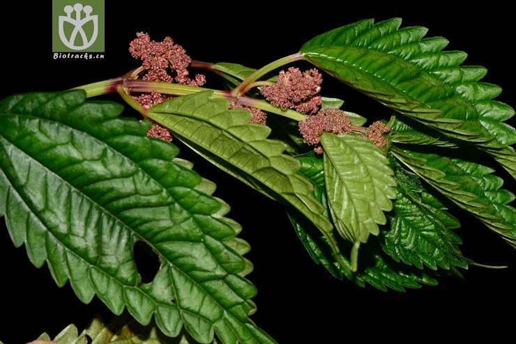 pilea sinofasciata粗齿冷水花【zg】2013-07-23xx-yn (1).jpg