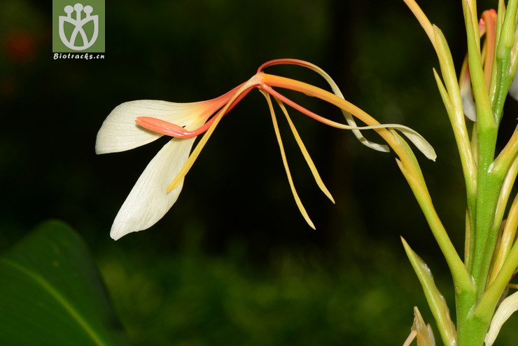 hedychium yunnanense滇姜花【可以处理】2013-08-10xx-yn (19).