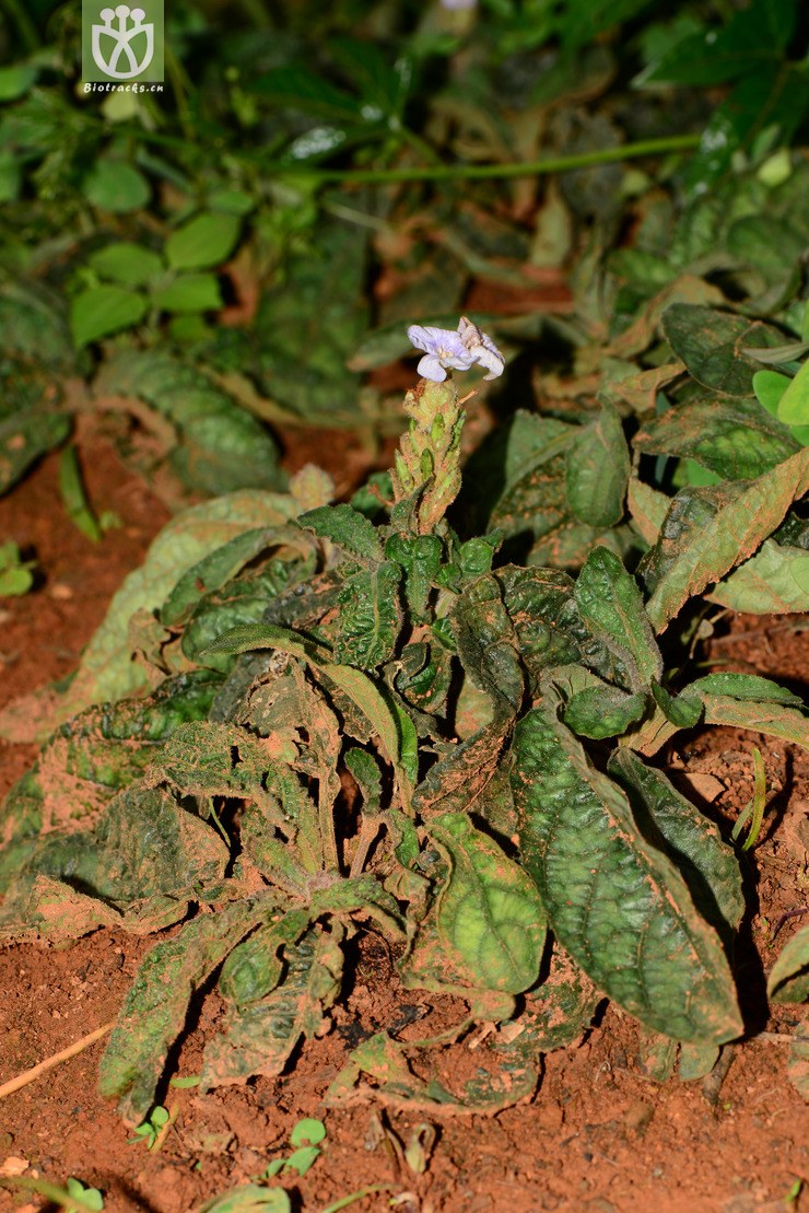 图片信息-kingdonia-植物云数据