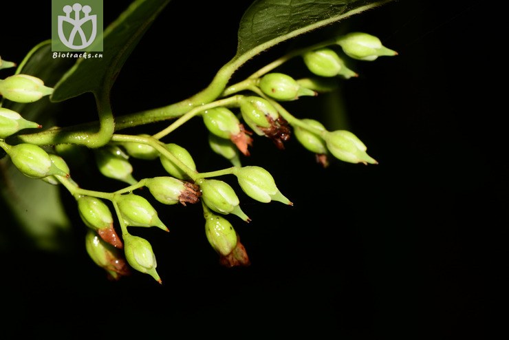 sladenia celastrifolia毒药树【z】2013-07-18xx-yn (1).