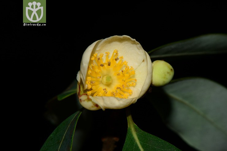 schima argentea银木荷【z】2013-09-01xx-yn (2).