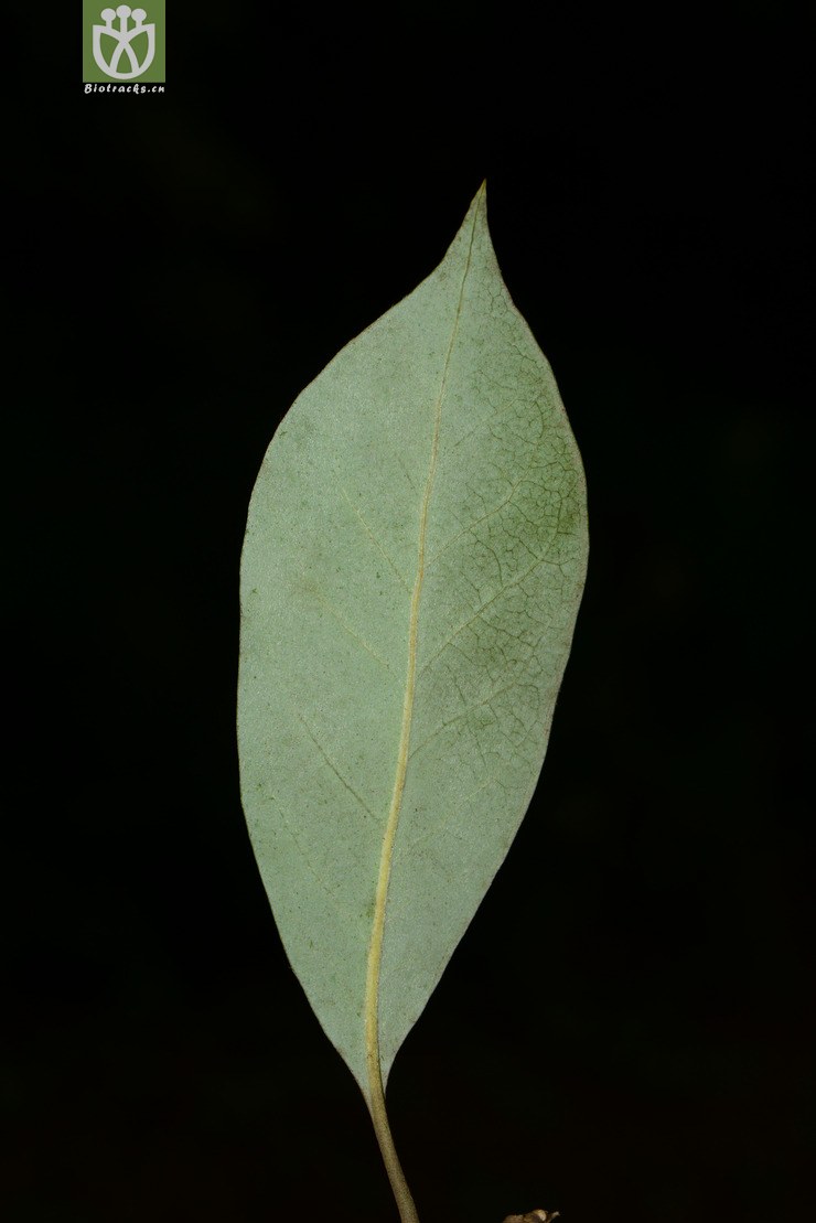 schima argentea银木荷【z】2013-09-01xx-yn (18).