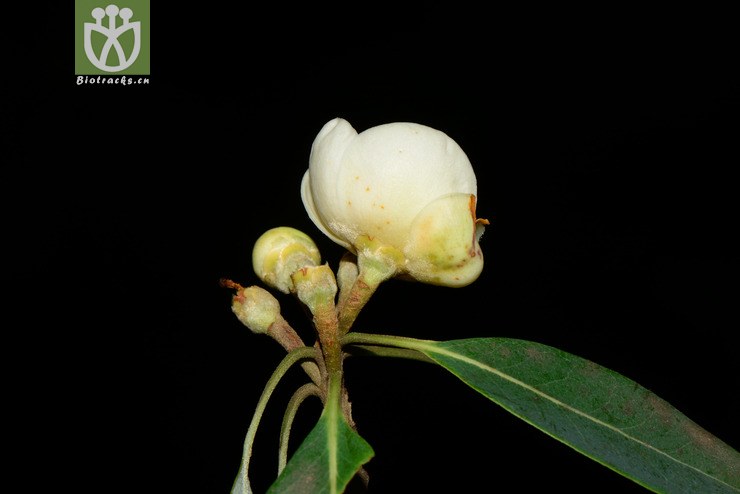 schima argentea银木荷【z】2013-09-01xx-yn (6).