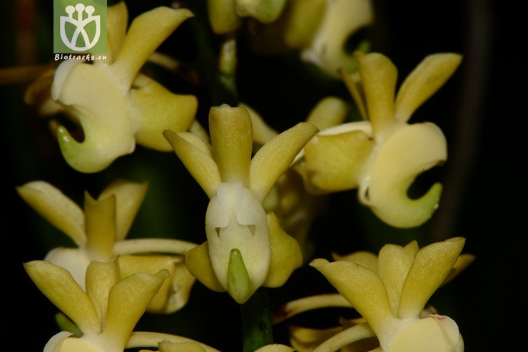 aerides odorata香花指甲兰【zg】2013-09-22xx-yn (25).