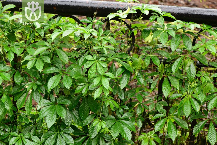 hemsleya changningensis赛金刚【g】2013-10-23xx-yn (6).jpg