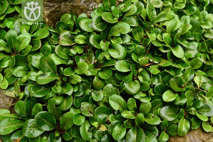 chrysosplenium macrophyllum大叶金腰【可以处理】2013-10-23xx-yn