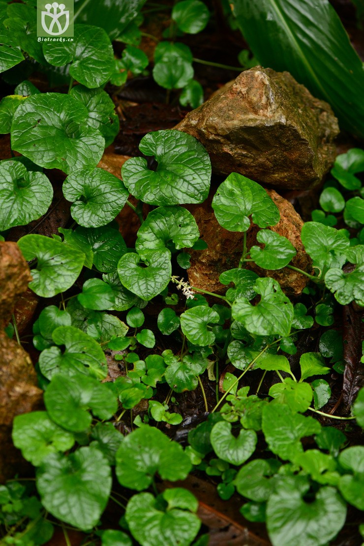 gymnotheca chinensis裸蒴【可以处理】2013-10-23xx-yn (3).