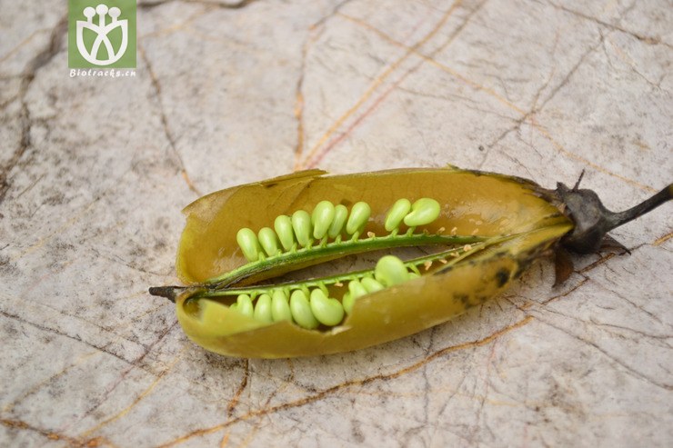 crotalaria assamica大猪屎豆【可以处理】2013-10-23xx-yn (11).