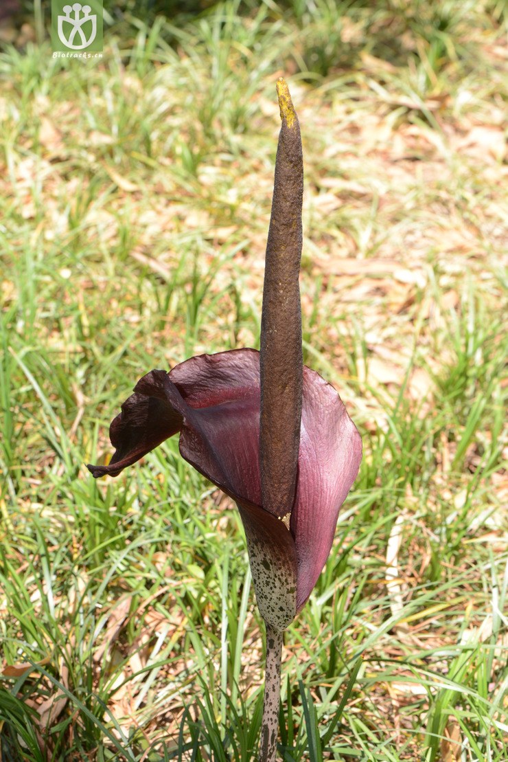 amorphophallus rivieri磨芋【可以处理】2014-04-19xx-yn (4).