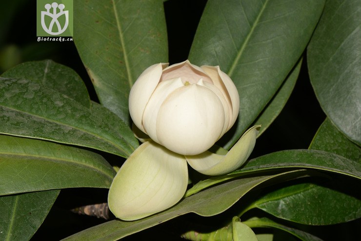 manglietia yuyuanensis乳源木莲【g】2014-04-25xx-yn(34.