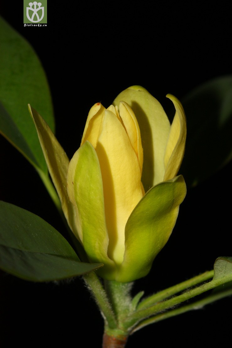 manglietia decidua落叶木莲【focyzzw】【g或加z】2014-03-07xx-yn