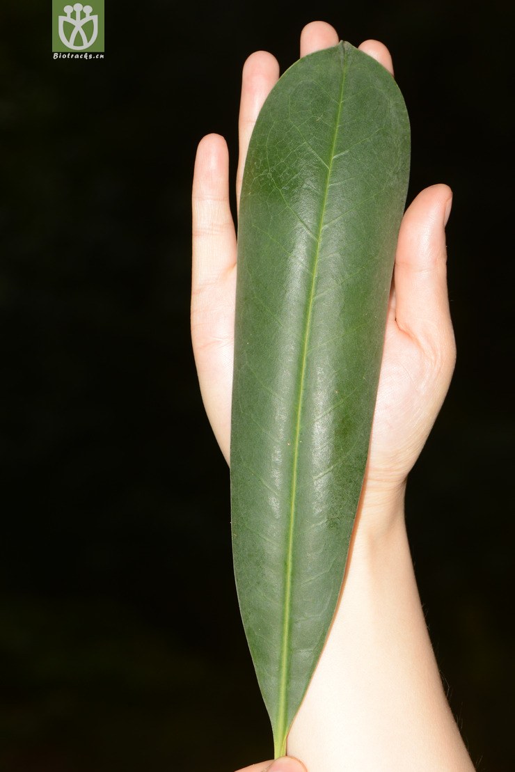 manglietia yuyuanensis乳源木莲【g】2014-04-25xx-yn (63).jpg