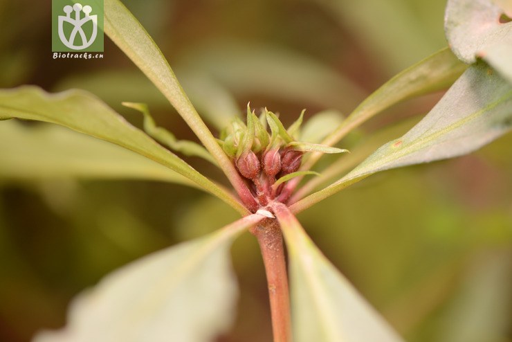 stenophylla狭叶落地梅【可以处理】2014-04-1 相邻时间拍摄的照片