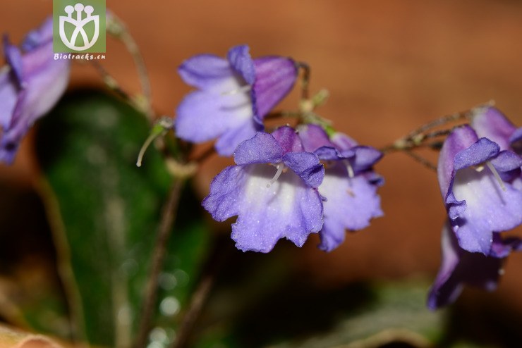 paraboea crassifolia厚叶蛛毛苣苔【g】2014-05-01xx-yn (16).