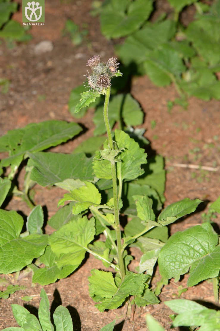 saussurea costus云木香【g】2014-05-08xx-yn (3).