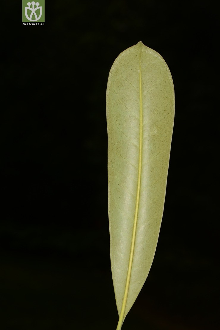 manglietia yuyuanensis乳源木莲【g】2014-04-25xx-yn (60).