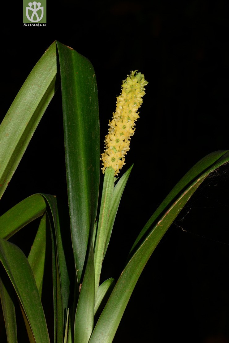 tupistra longipedunculata长梗开口箭【可以处理】2014-04-24xx-yn