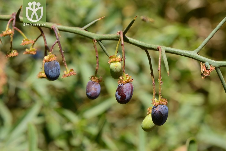 prinsepia utilis扁核木【可以处理】2014-04-19xx-yn (1).