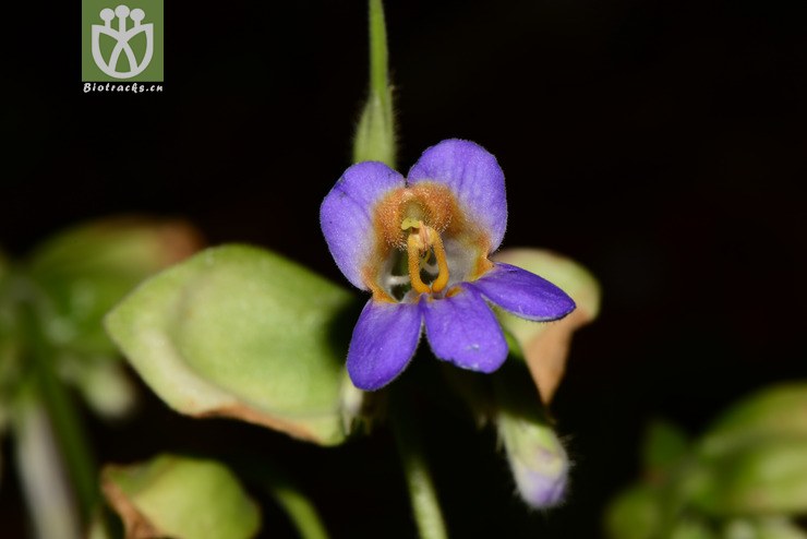 chirita eburnea牛耳朵【可以处理】2014-05-01xx-yn (17).