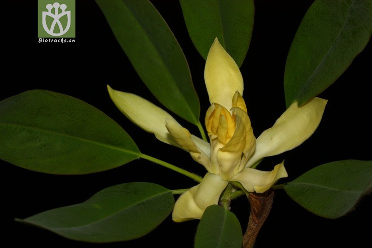 manglietia decidua落叶木莲【focyzzw】【g或加z】2014-03-07xx-yn