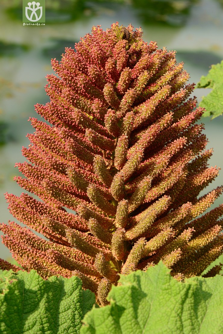 gunnera manicata长萼大叶草【cfhyzzw】【zg或加y】2014-03-27xx-yn