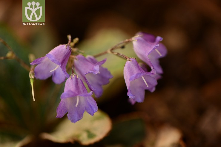 paraboea crassifolia厚叶蛛毛苣苔【g】2014-05-01xx-yn (9).