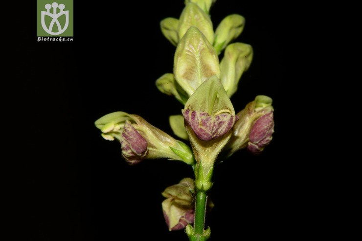 mananthes patentiflora野靛棵【g】2014-02-24xx-yn (11).