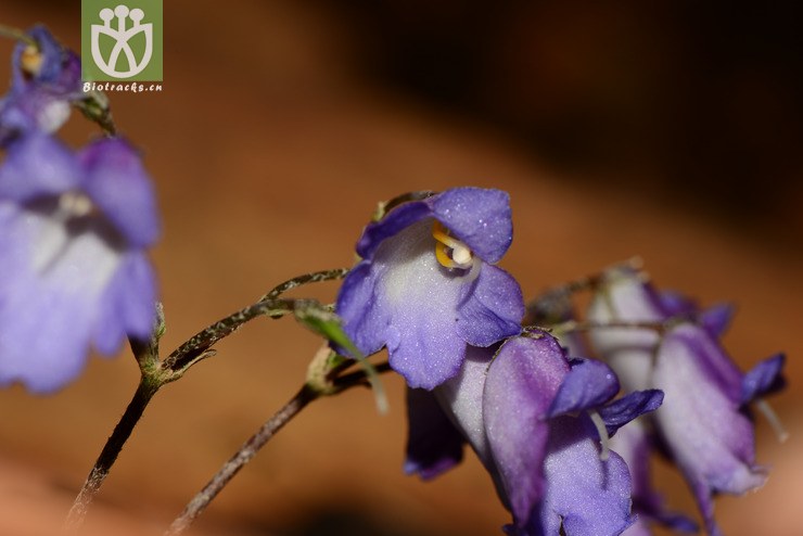 paraboea crassifolia厚叶蛛毛苣苔【g】2014-05-01xx-yn (17).