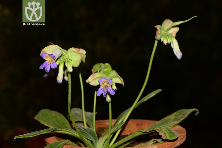 chirita eburnea牛耳朵【可以处理】2014-05-01xx-yn (25).