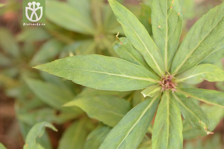 stenophylla狭叶落地梅【可以处理】2014-04-1 相邻时间拍摄的照片