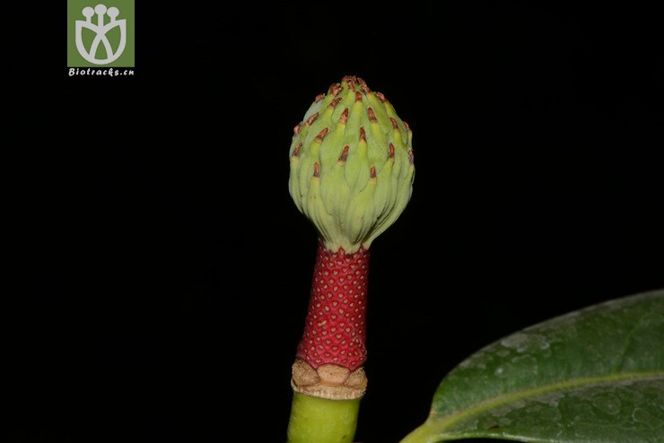 manglietia yuyuanensis乳源木莲【g】2014-04-25xx-yn (47).