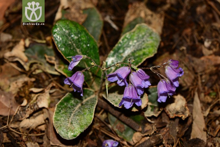 paraboea crassifolia厚叶蛛毛苣苔【g】2014-05-01xx-yn (15).