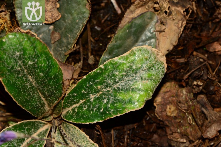 paraboea crassifolia厚叶蛛毛苣苔【g】2014-05-01xx-yn (20).