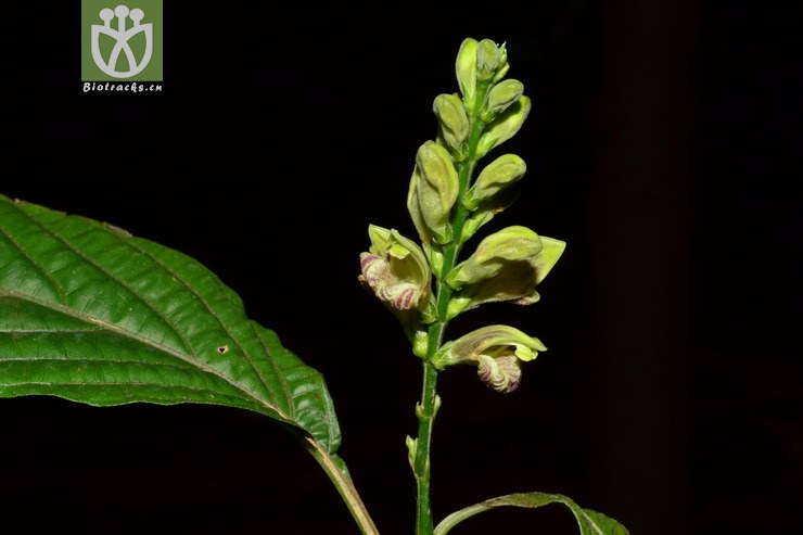 mananthes patentiflora野靛棵【g】2014-02-24xx-yn (0).
