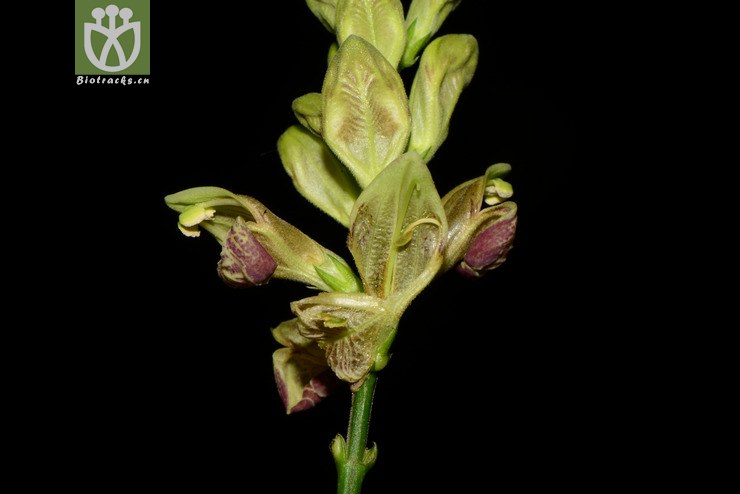 mananthes patentiflora野靛棵【g】2014-02-24xx-yn (12).