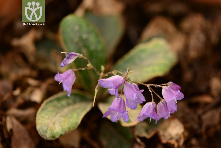 paraboea crassifolia厚叶蛛毛苣苔【g】2014-05-01xx-yn (1).jpg