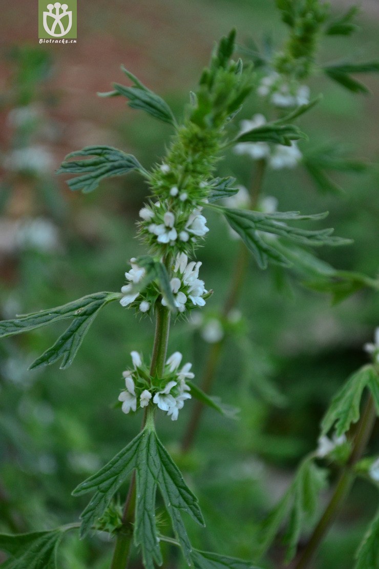 lagopsis supina夏至草【可以处理】2014-02-23xx-yn (0).