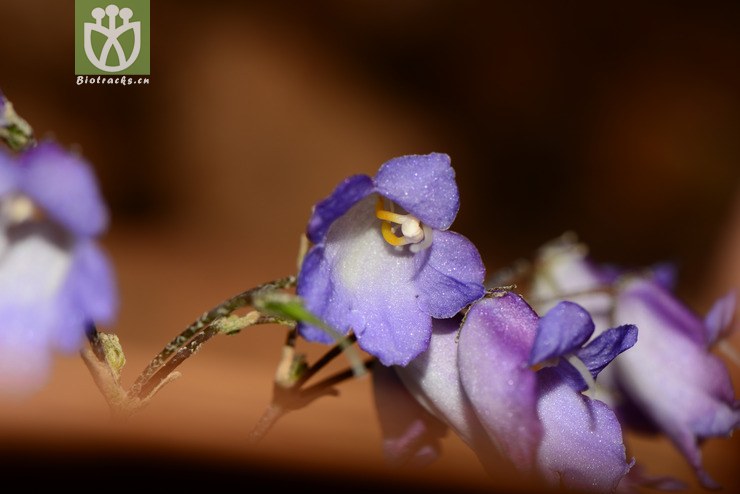 paraboea crassifolia厚叶蛛毛苣苔【g】2014-05-01xx-yn (18).