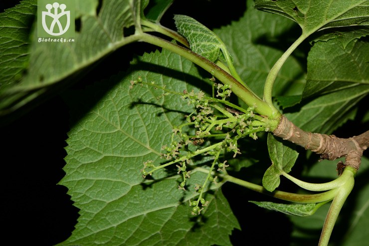 toricellia angulata var. intermedia有齿鞘柄木【可以处理】 (2).
